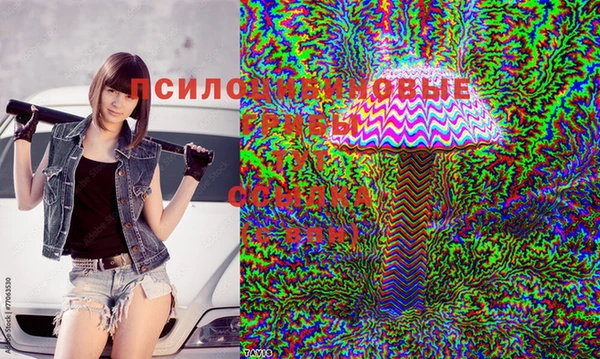 стафф Арсеньев
